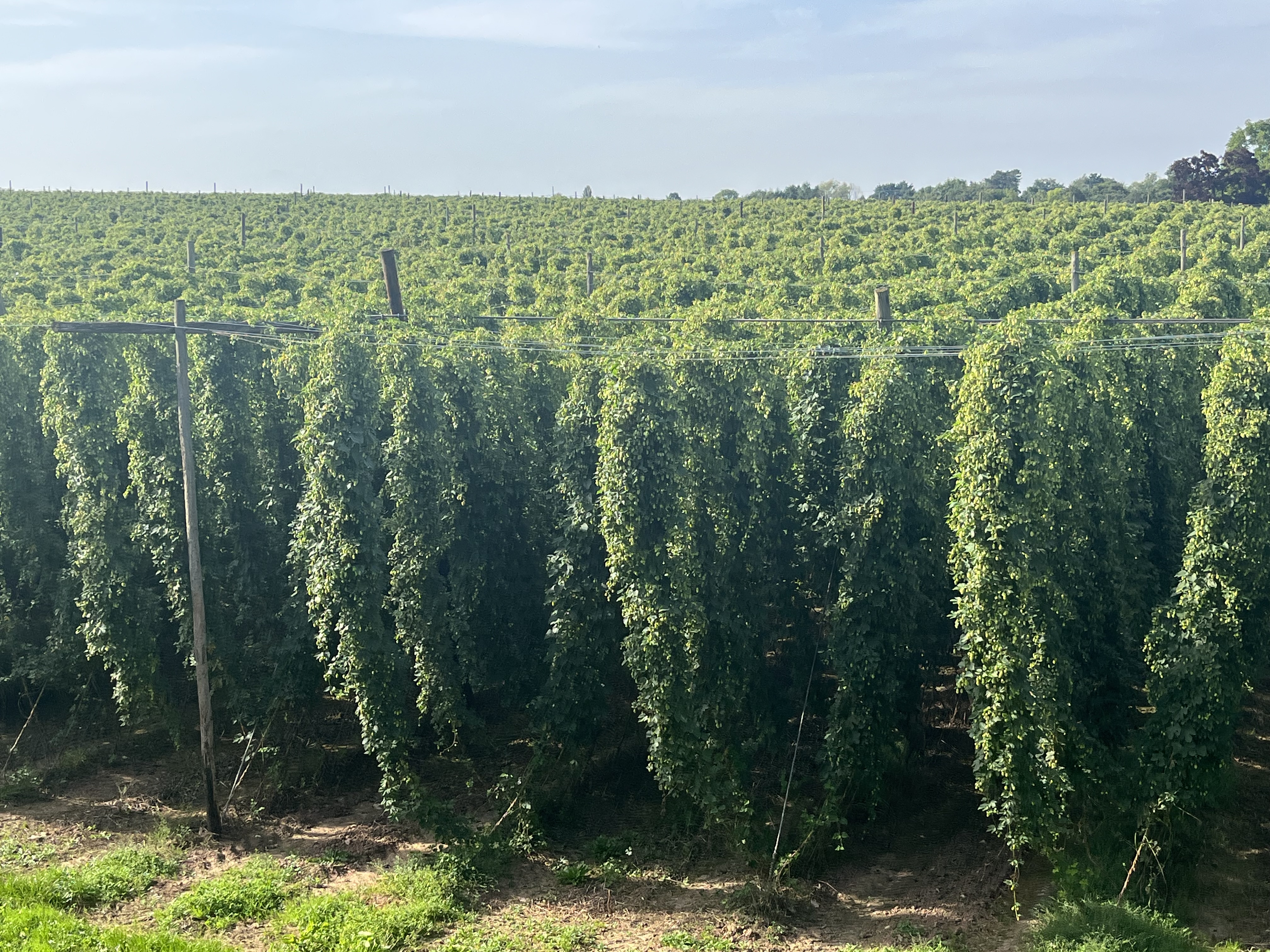 Hops Uk FOR HOPS UK